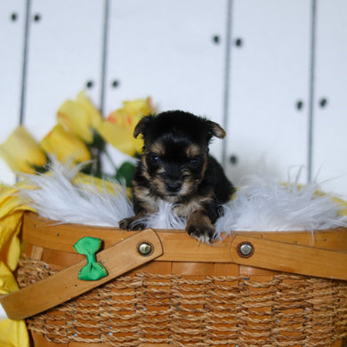 Bugs - Available 5/7