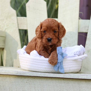 Hansel - Available 8/6