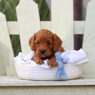 Hansel - Available 8/6