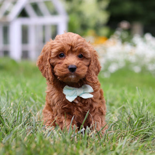Hansel - Available 8/6