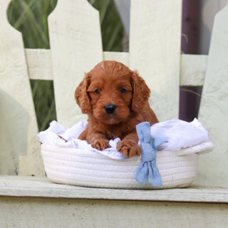 Hansel - Available 8/6