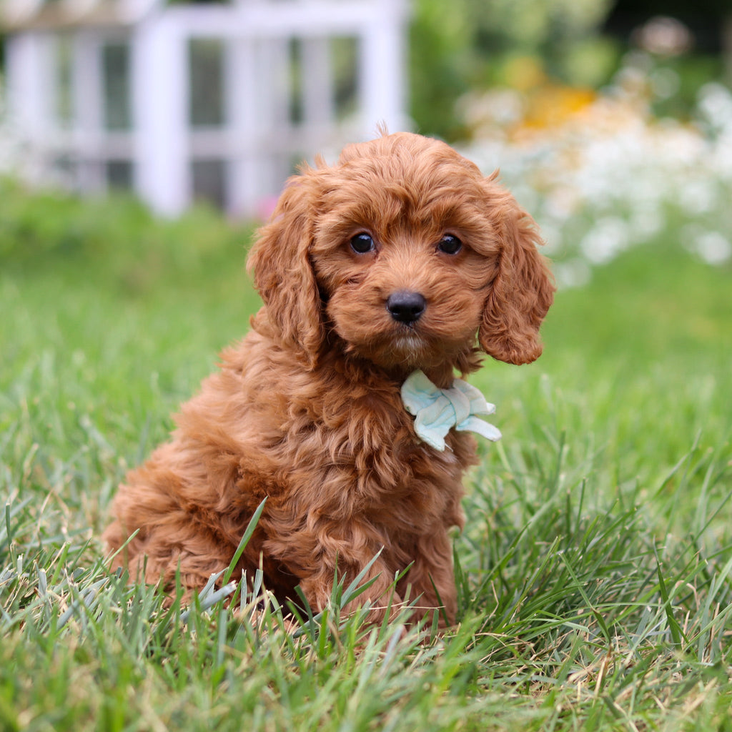 Hansel - Available 8/6