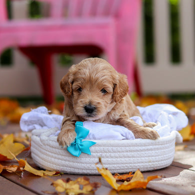 Banjo - Available 11/19