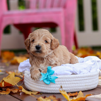 Banjo - Available 11/19