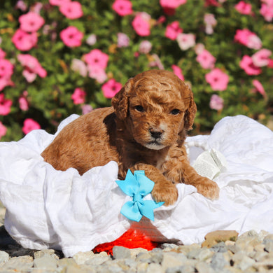 Denny - Available 11/25