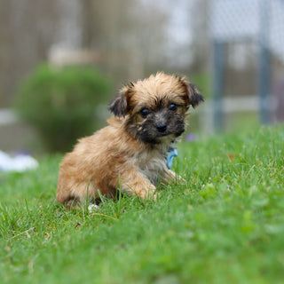Pierre - Available 5/14
