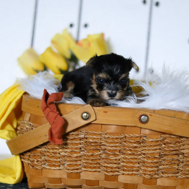 Beetle - Available 5/7