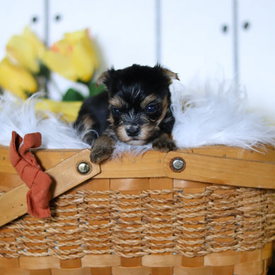 Beetle - Available 5/7