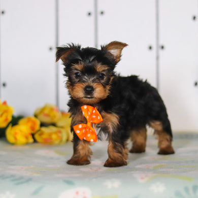 Duke - Available 5/14