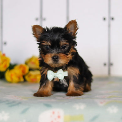 Declan - Available 5/14
