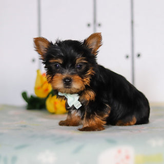 Declan - Available 5/14