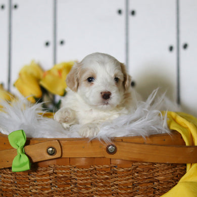 Larry - Available 5/14