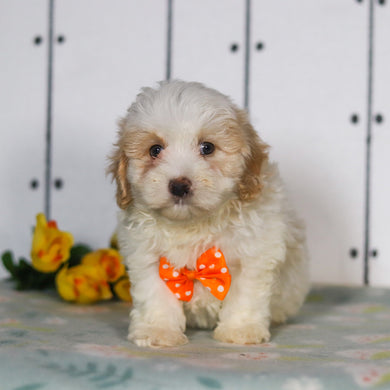 Larry - Available 5/14