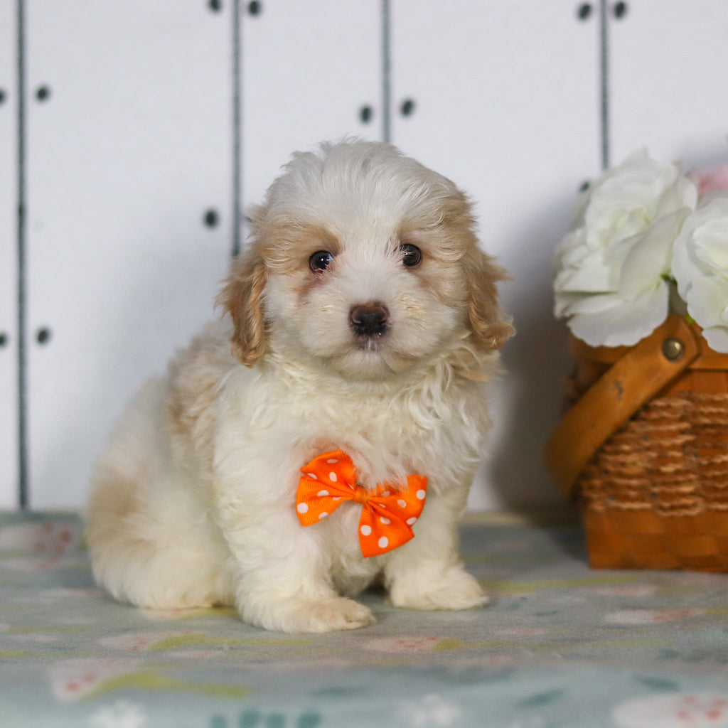 Larry - Available 5/14