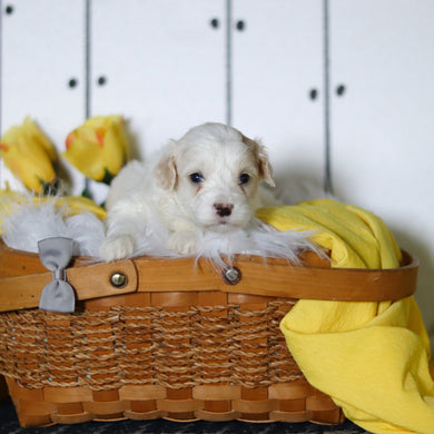 Leon - Available 5/14