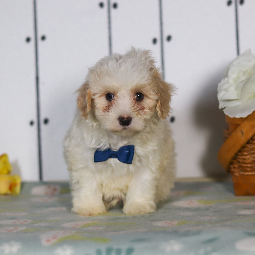 Leon - Available 5/14