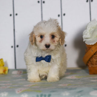 Leon - Available 5/14