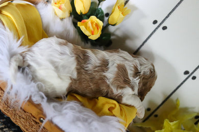 Vinny - Available 5/14