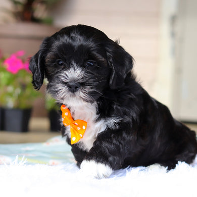 Bentley - Available 5/21