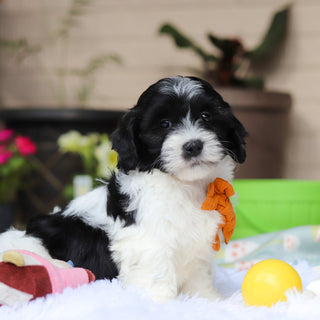 Oliver - Available Now
