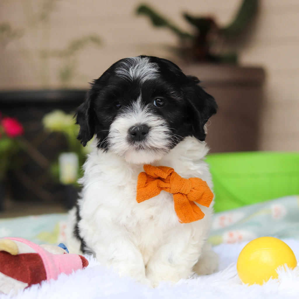 Oliver - Available Now
