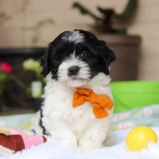 Oliver - Available Now