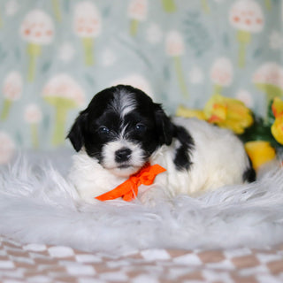 Oliver - Available Now