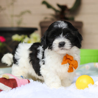 Oliver - Available Now