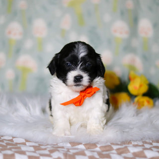 Oliver - Available Now
