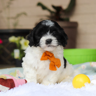 Oliver - Available Now