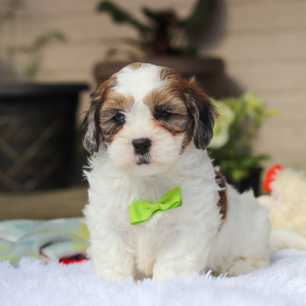 Toby - Available 5/21