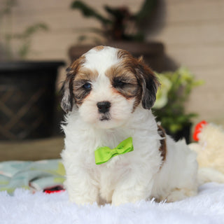 Toby - Available 5/21