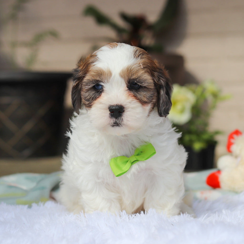 Toby - Available 5/21
