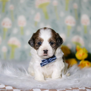 Toby - Available 5/21