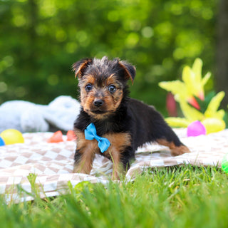 Stallone - Available 6/25
