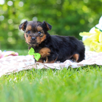 Stafford - Available 6/25