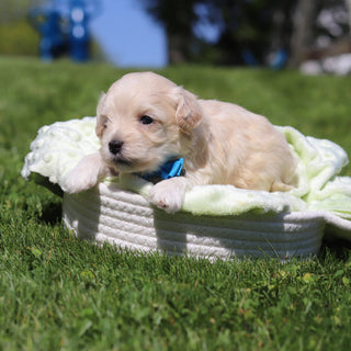 Obi - Available 6/18