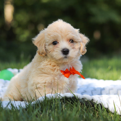 Otis - Available 6/18