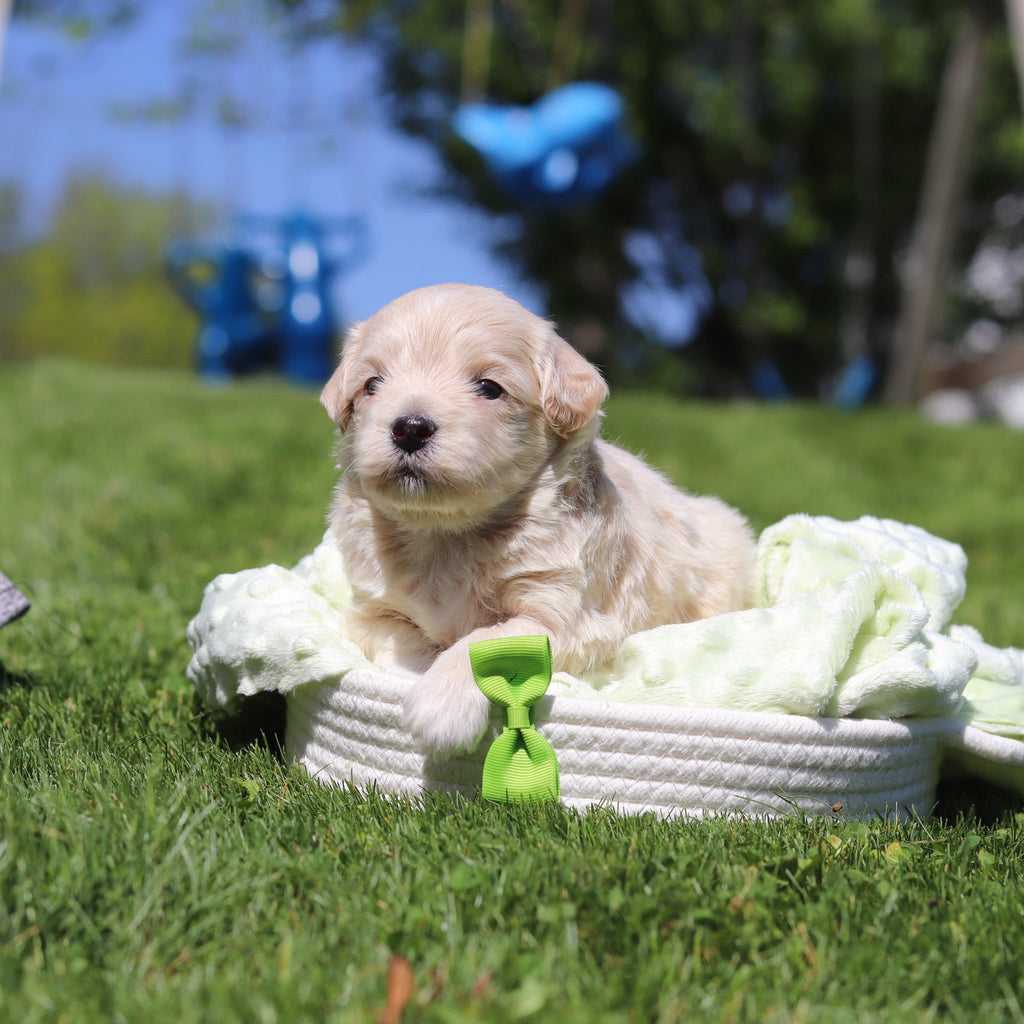 Otis - Available 6/18