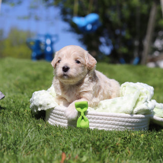 Otis - Available 6/18