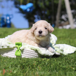 Otis - Available 6/18