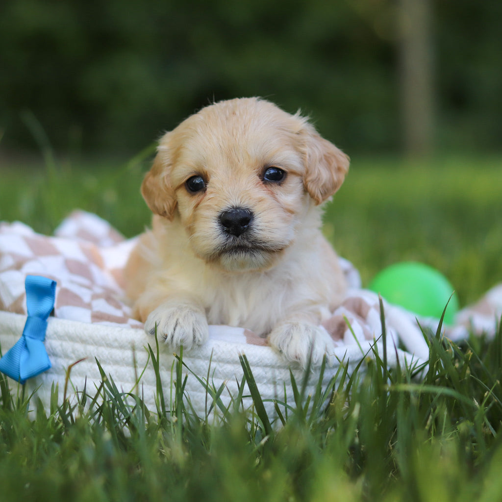 Jefferson - Available 7/9