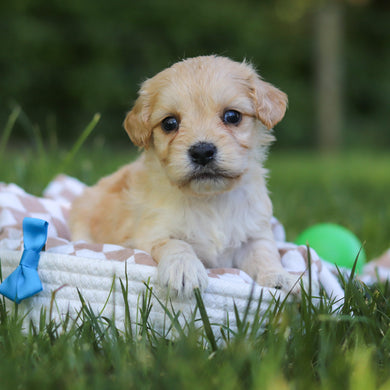 Jefferson - Available 7/9