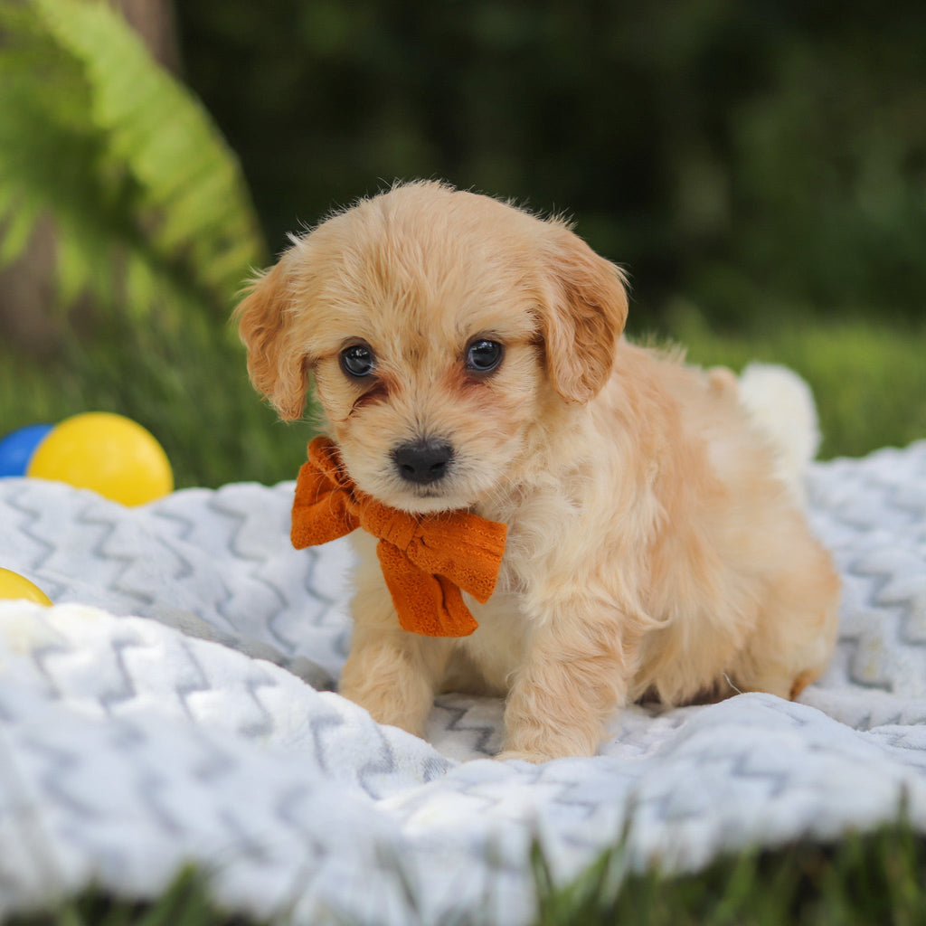 Jefferson - Available 7/9