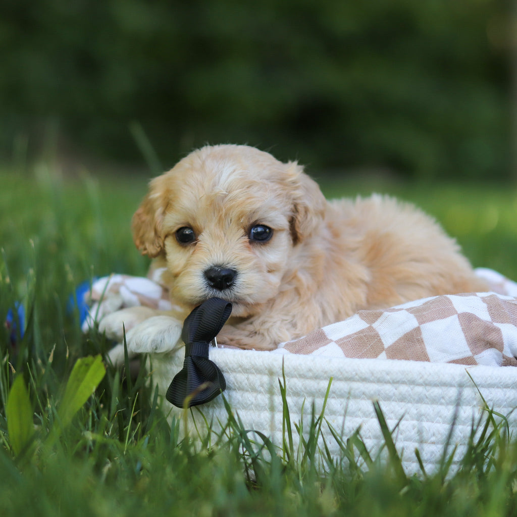 Jenson - Available 7/9