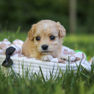 Jenson - Available 7/9