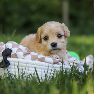 Jenson - Available 7/9