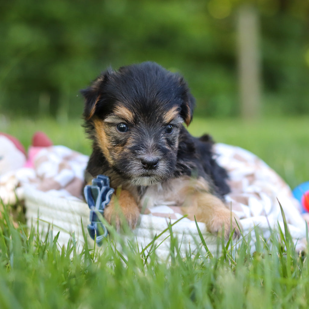 Donnie - Available 7/9