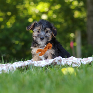 Donnie - Available 7/9