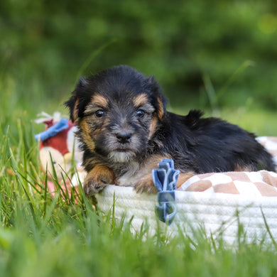 Donnie - Available 7/9